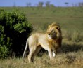 /album/galleria-fotografica/male-lion-masai-mara-morning-jpg/